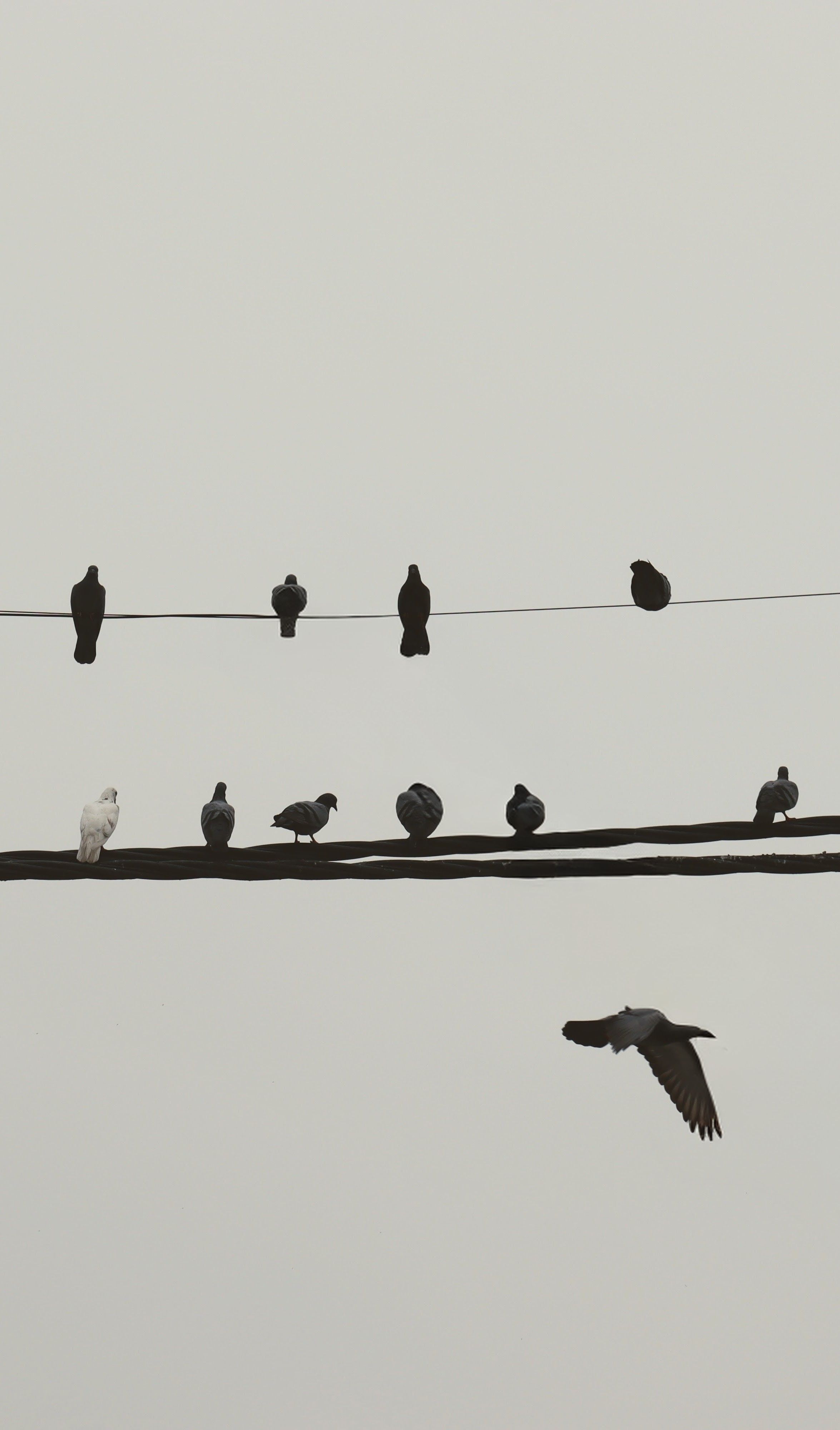 Group of birds perched on wires in Delhi, India with a flying bird.