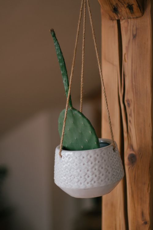 Free A single cactus leaf elegantly hangs in a textured white ceramic pot indoors. Stock Photo
