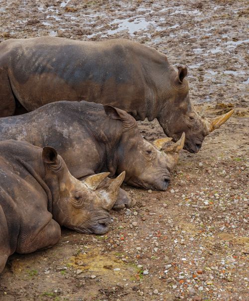 Free Three rhinoceroses resting in a muddy area at a safari park in Hilvarenbeek, Netherlands. Stock Photo