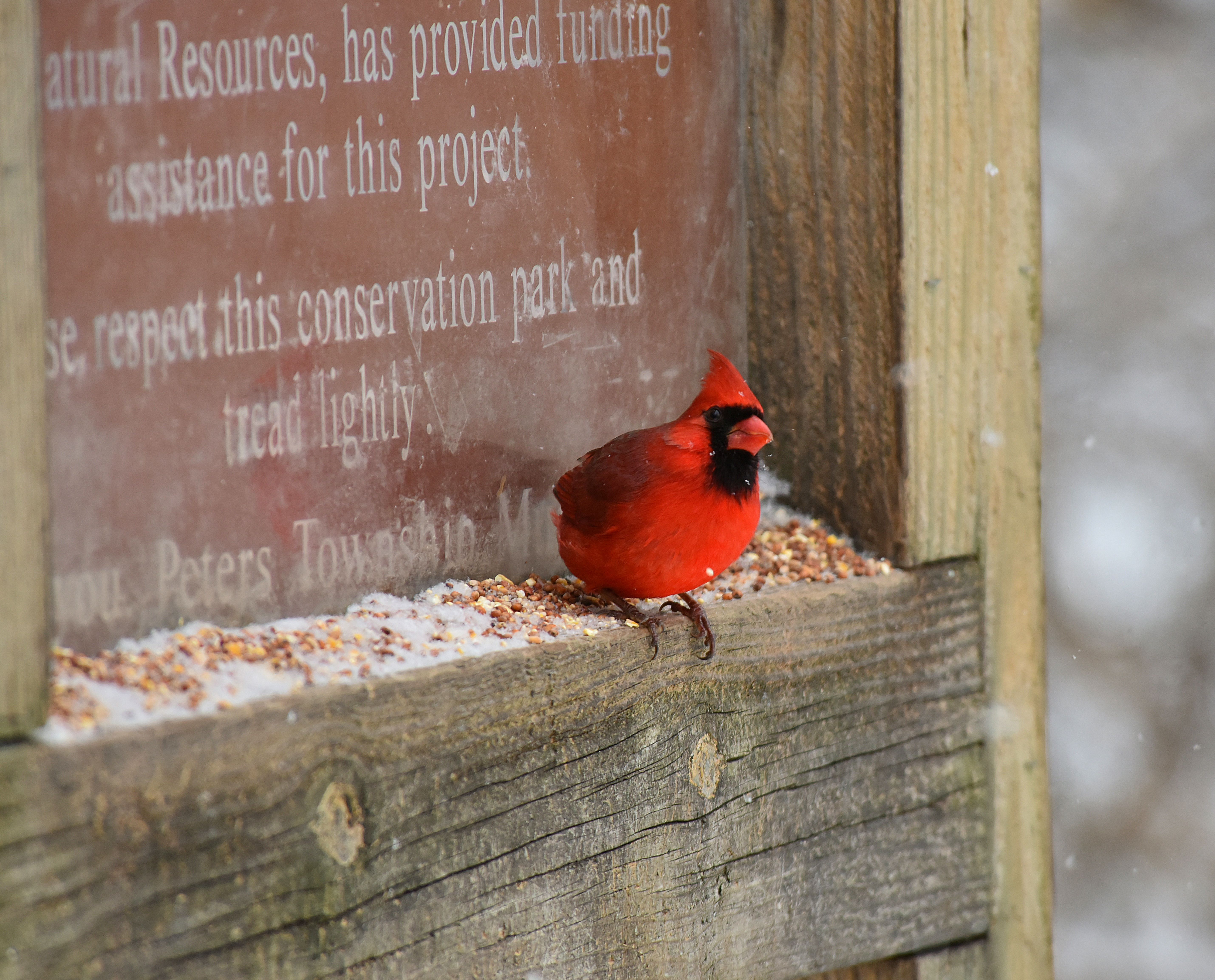 Best Bird Seed for Cardinals (2026)
