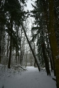 A tranquil forest pathway blanketed in snow, flanked by tall trees under a winter sky.