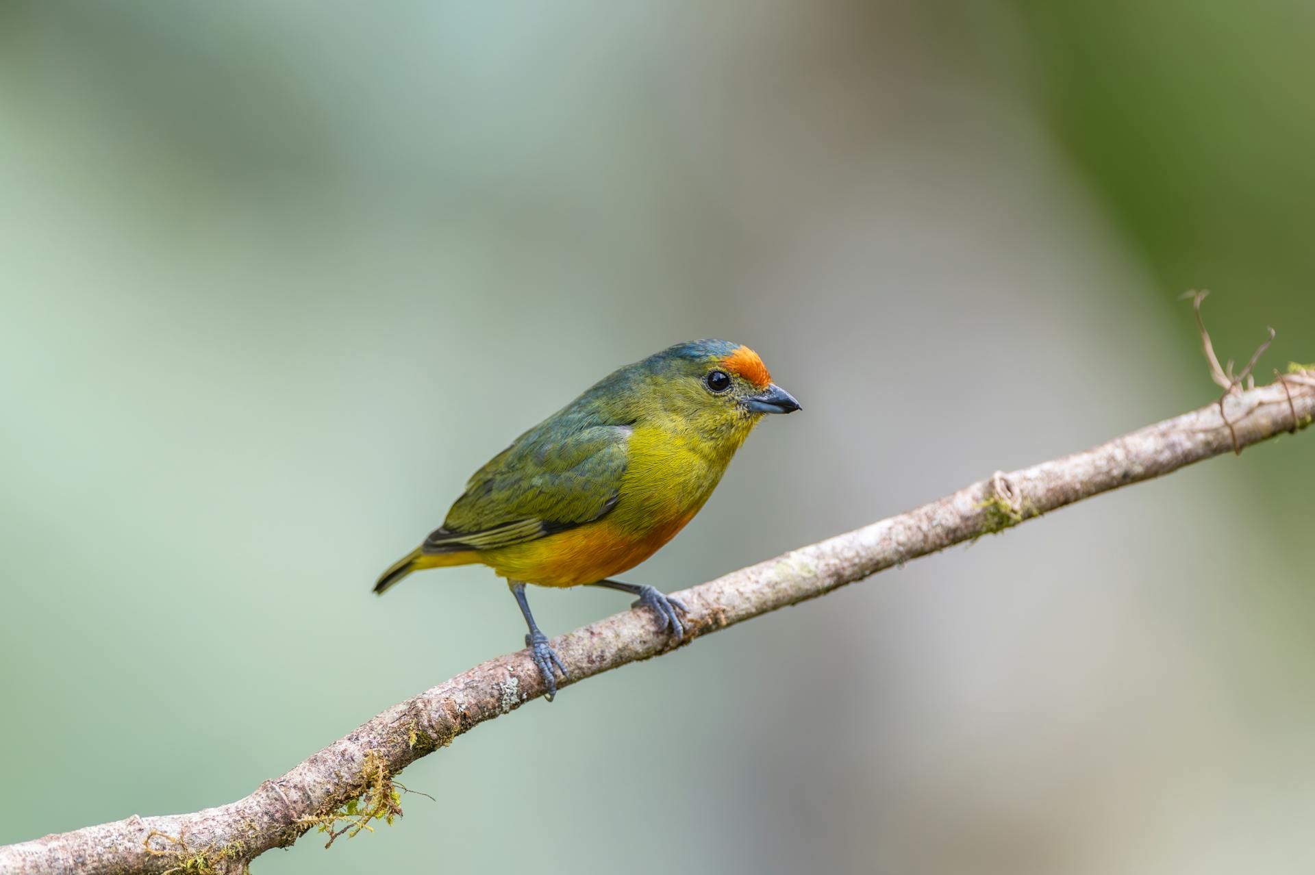 Vibrant bird with green and orange plumage perched on a branch in Costa Rican forest.