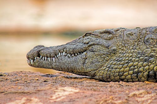 Free stock photo of alligator, animal, crocodile Stock Photo