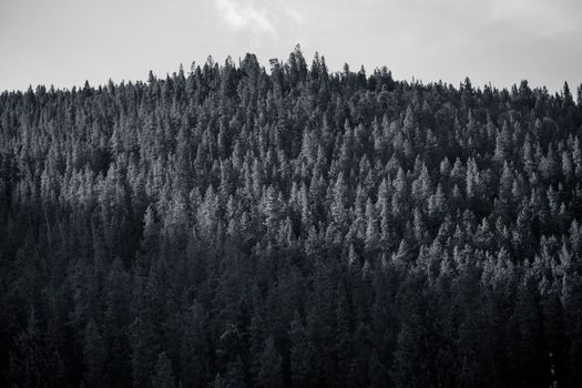 A serene view of a dense pine forest on a mountainside in Colorado, USA.