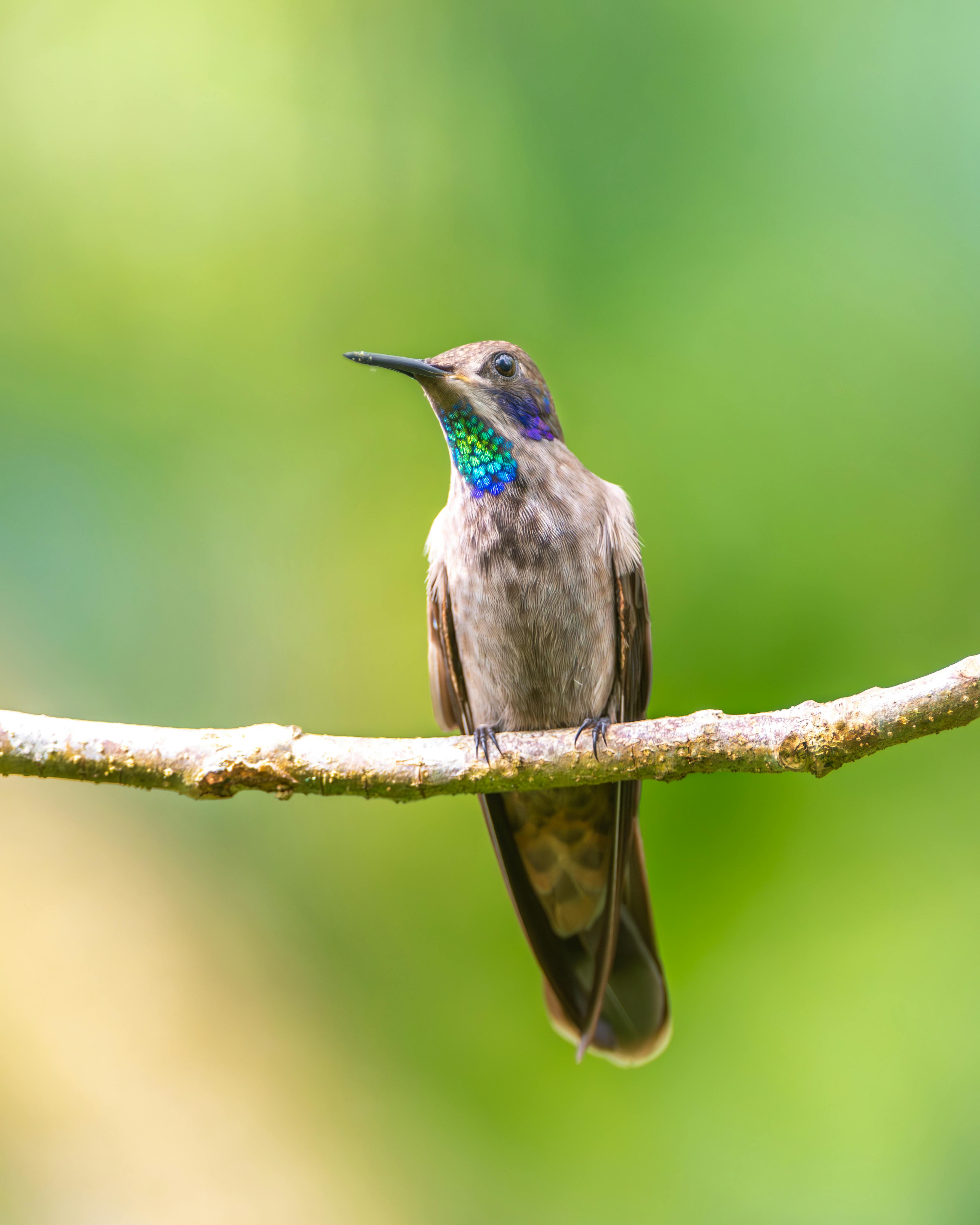 Vibrant hummingbird with colorful plumage perched on a branch, captured in the lush forests of Costa Rica.