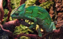 Green Chameleon on Branch in Natural Habitat