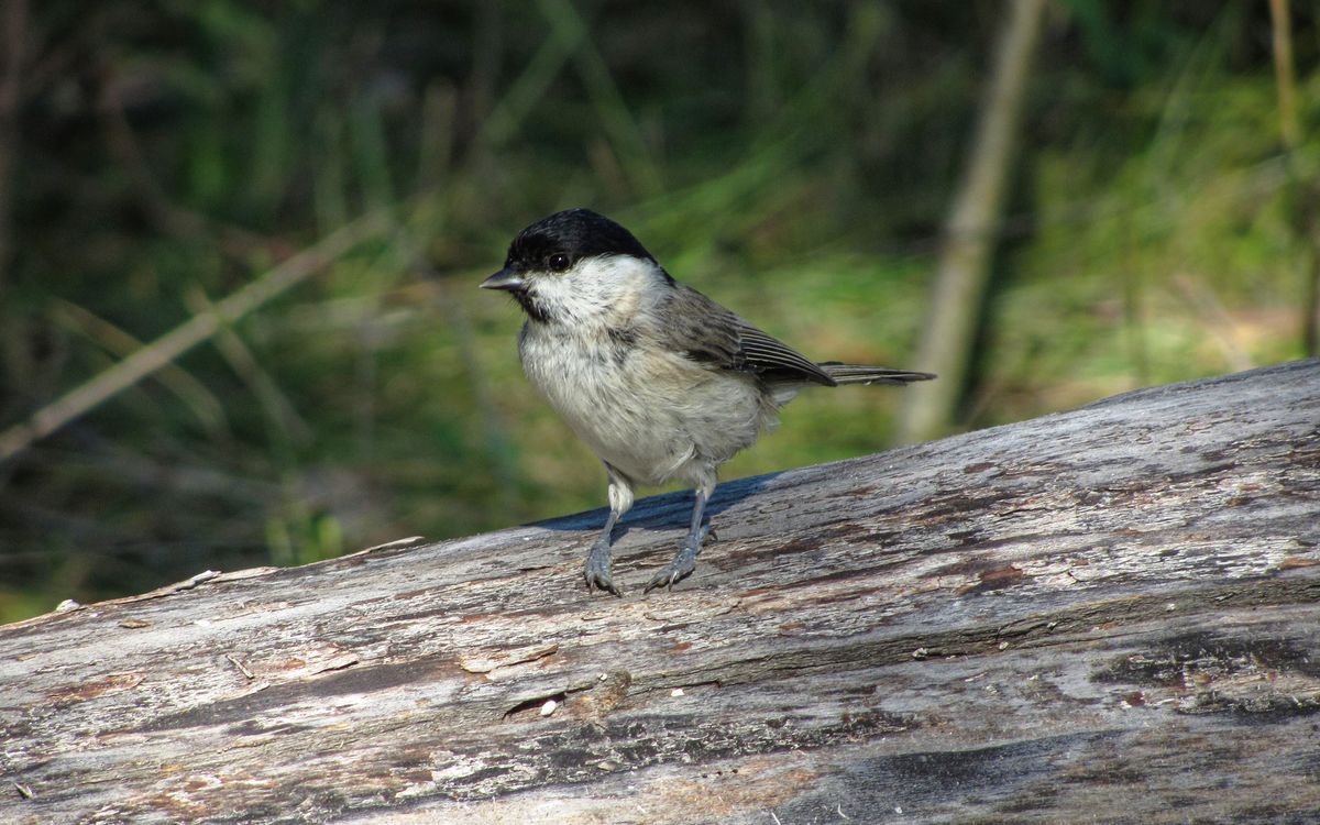 Chickadee Photos, Download The BEST Free Chickadee Stock Photos & HD Images