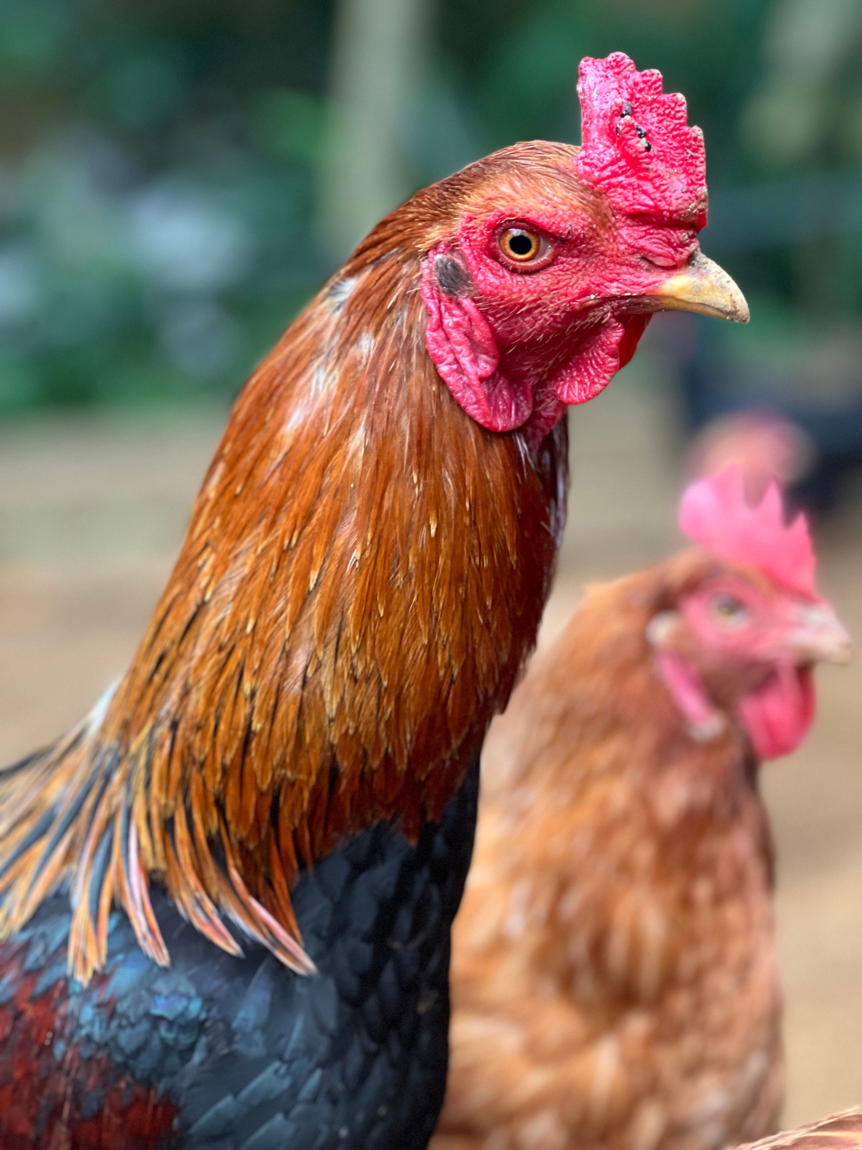 Close-up of Free-Range Rooster in Brazil · Free Stock Photo