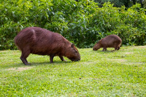 Free A mother capybara and her cub graze peacefully in a grassy area, surrounded by lush green foliage. Stock Photo