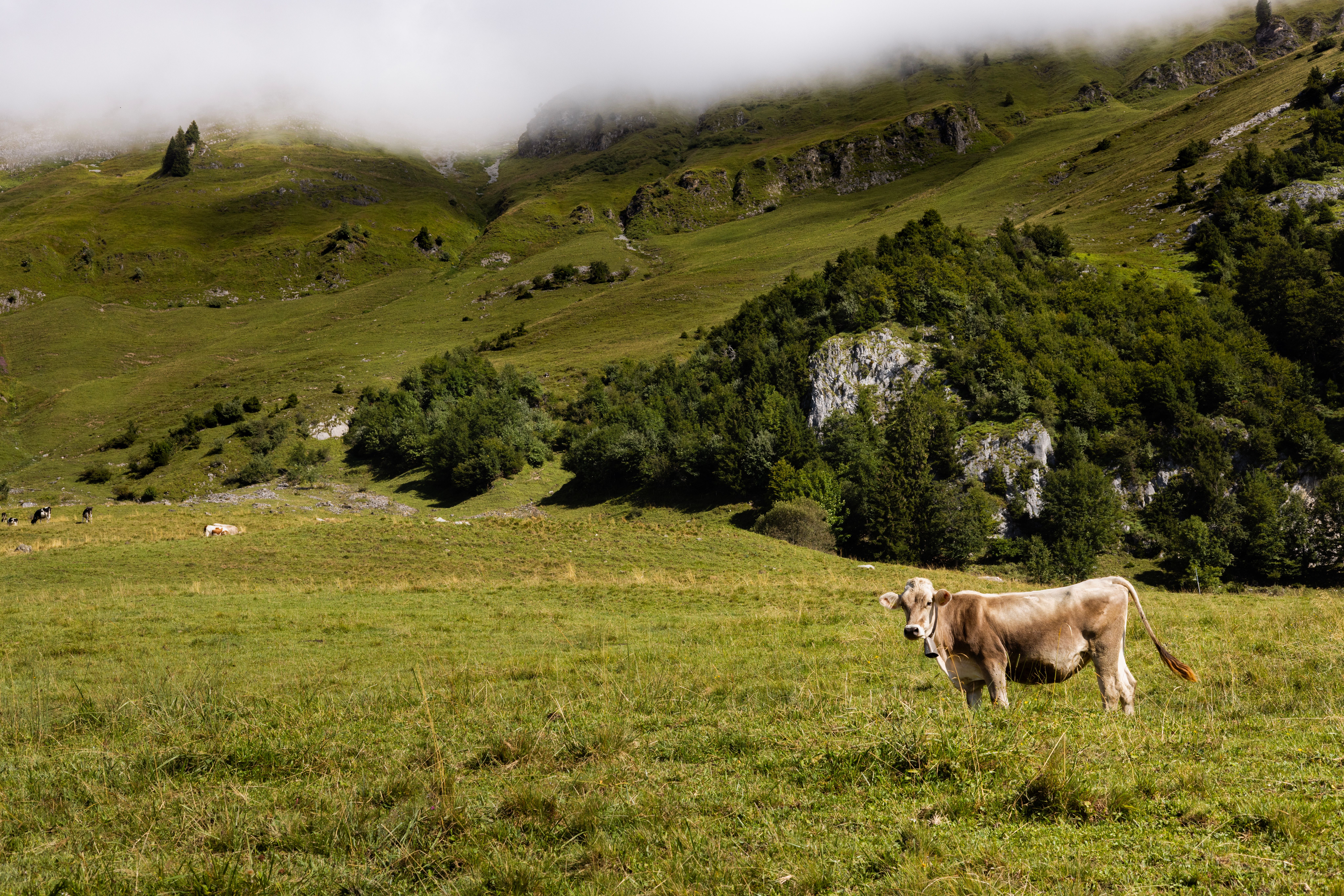 Die Kuh im Luxussegment: Landwirtschaft zwischen Romantik und Realität
