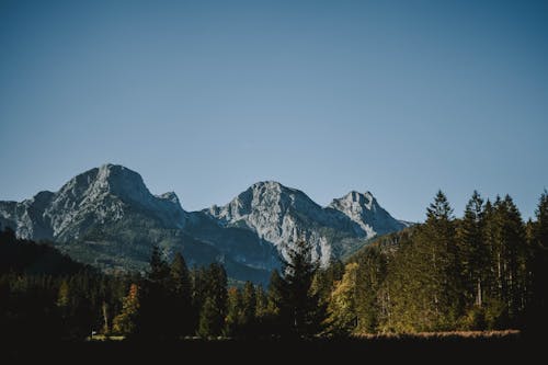 Trees Across Mountain