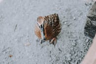 一张特写照片中，一只羽毛细节复杂的鸭子站在纹理地面上