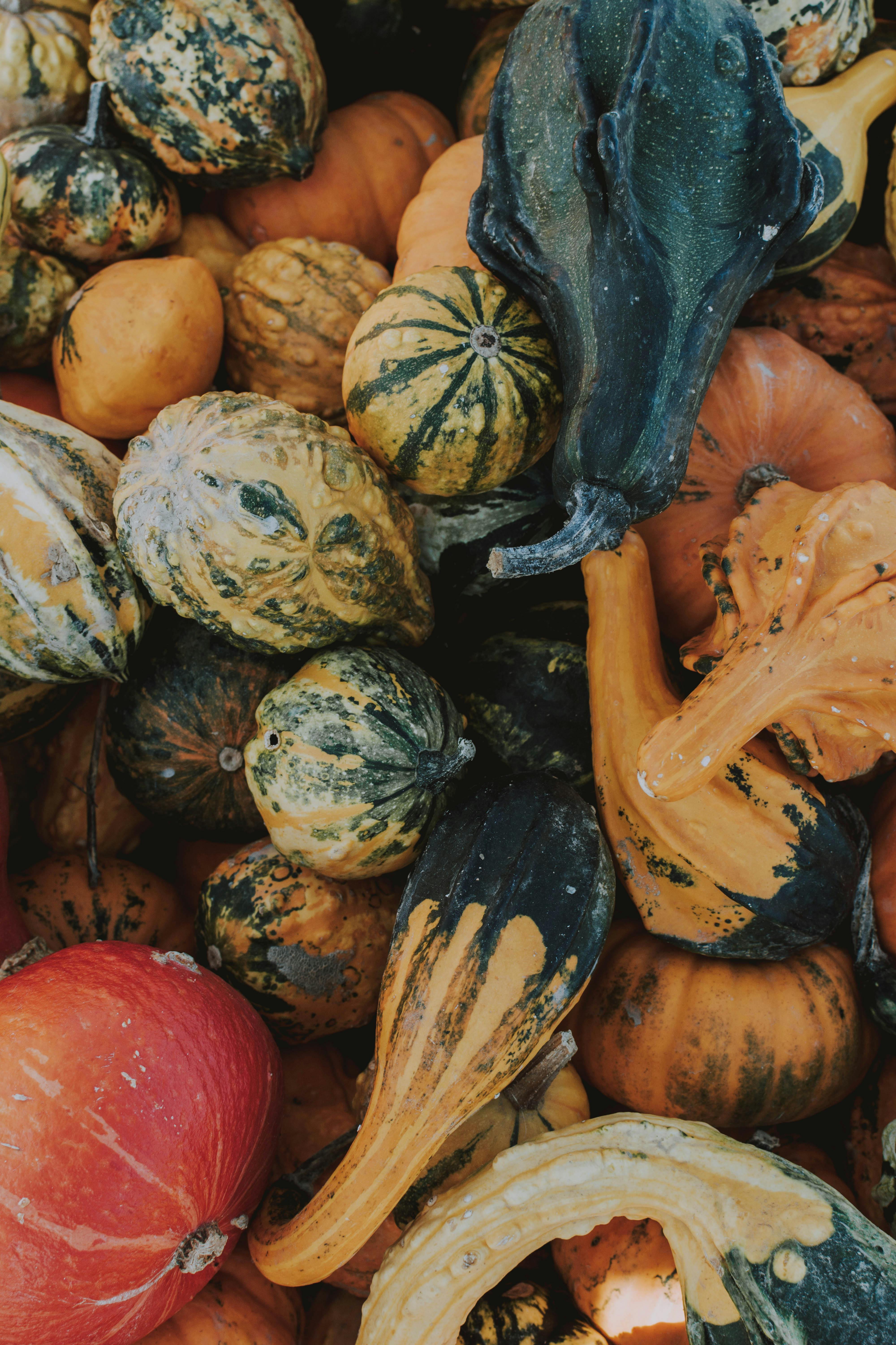 Premium AI Image | Pumpkins and squash wall on black background autumn  harvest Thanksgiving and halloween background