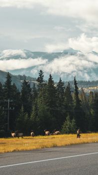 Elk grazing in a meadow with a cyclist nearby, set against the Canadian Rockies and cloudy skies.