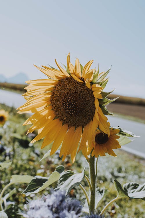 Free Yelow Sunflower in Bloom Stock Photo