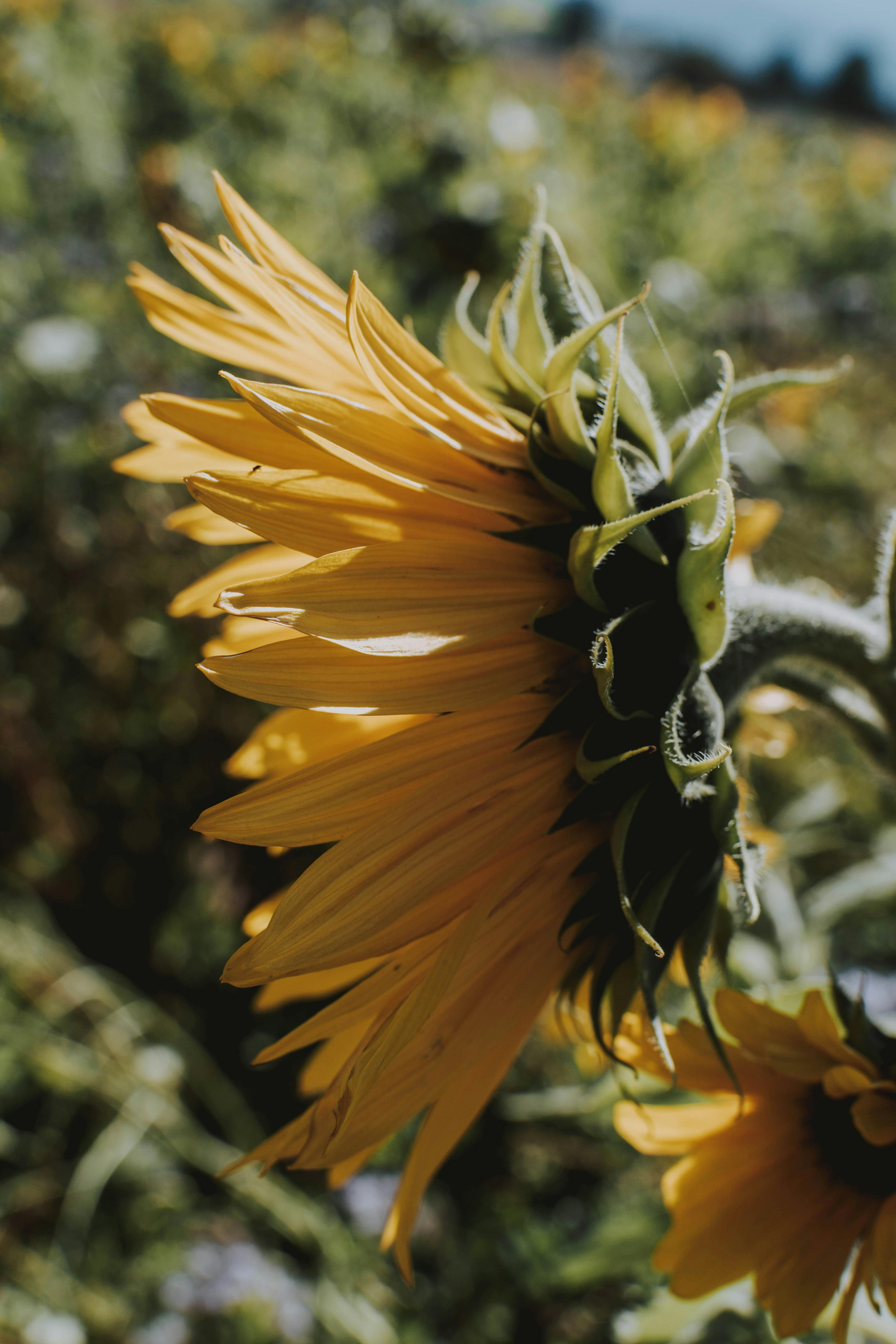 Close Up of a Sunflower from the Side · Free Stock Photo