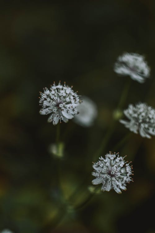 Foto De Flores Brancas