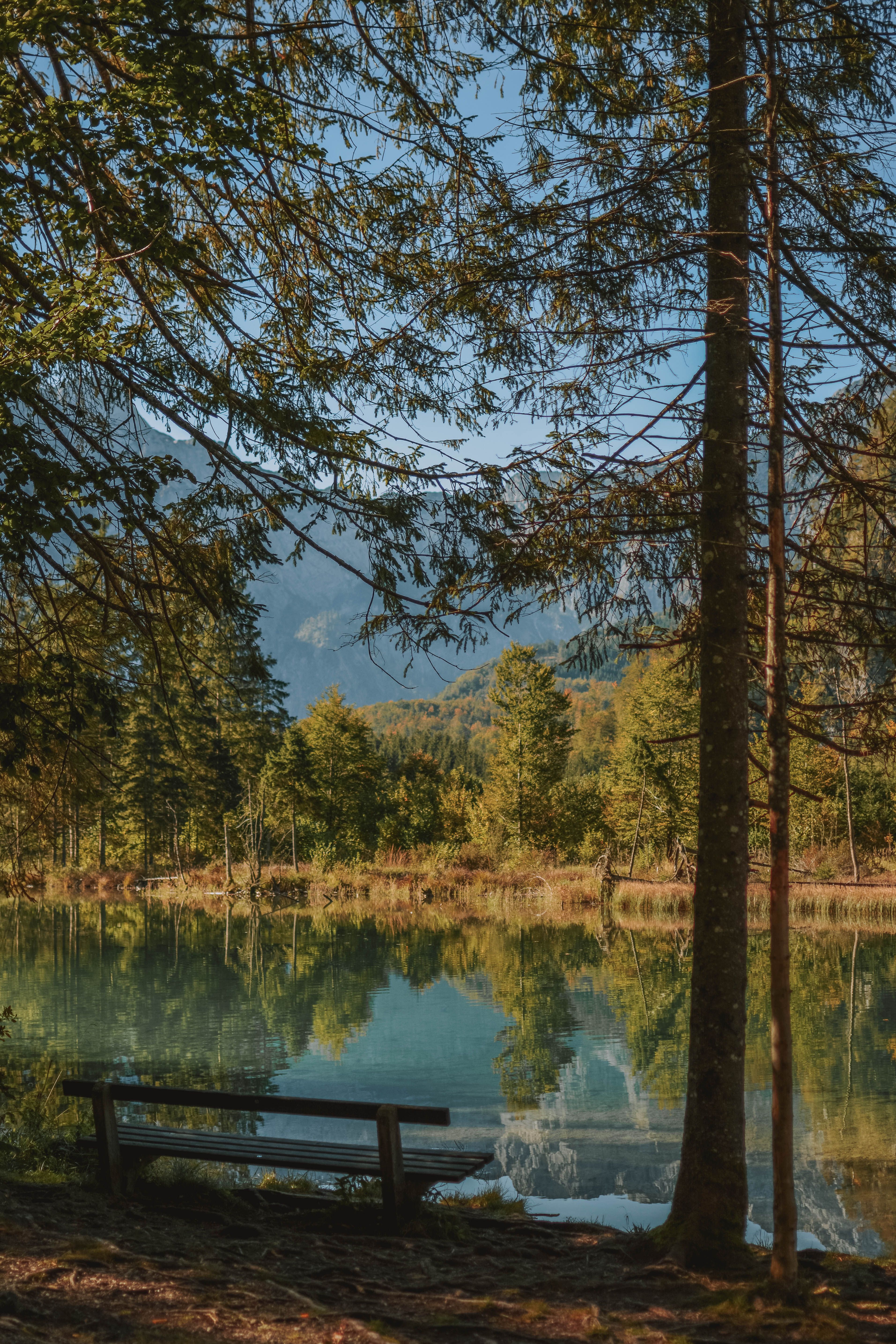 A quiet bench beside a calm forest lake — calming the nervous system is central to easing benign back twitching.