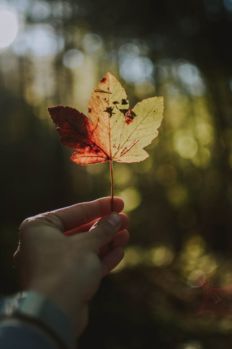 Person Holding Brown Leaf