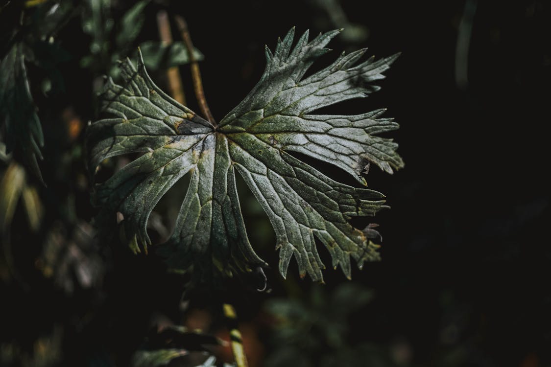 Close-Up Photo of Dark Green-Leafed Plant