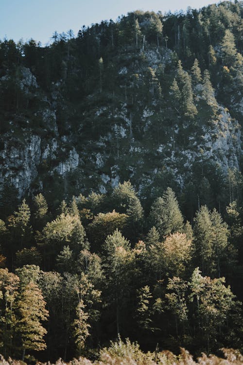 Fotobanka s bezplatnými fotkami na tému borovice, denné svetlo, hora