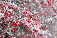 特写镜头捕捉到了多刺树枝上霜红色浆果的冬日之美