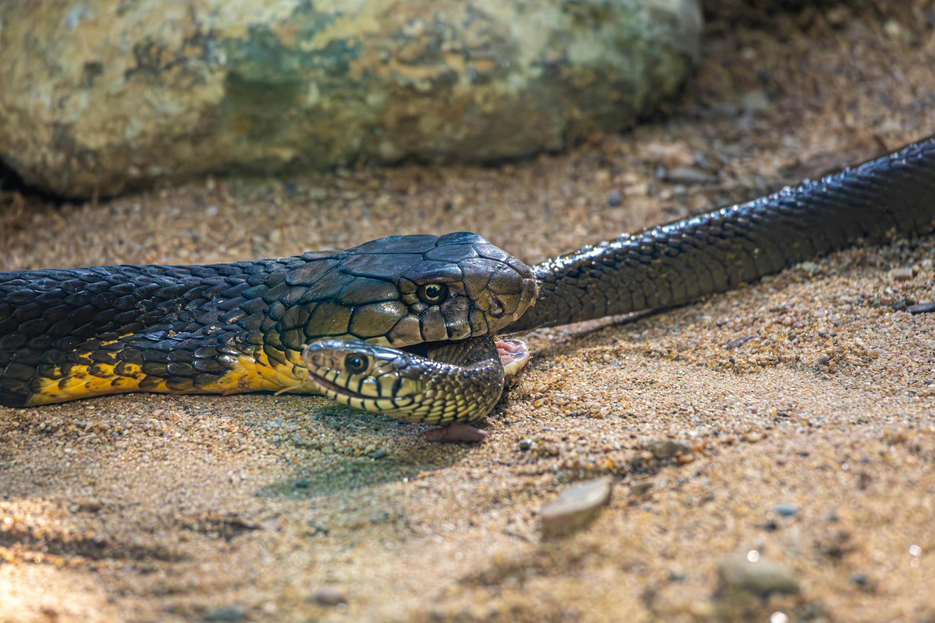 King Cobra snacking on a rat snake