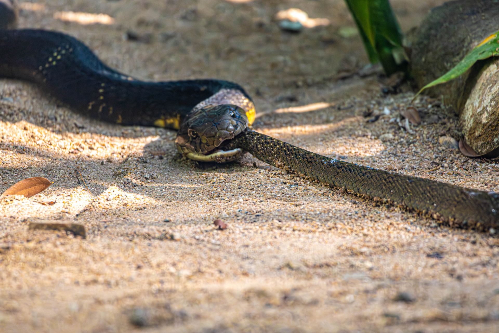 King Cobra snacking on a rat snake