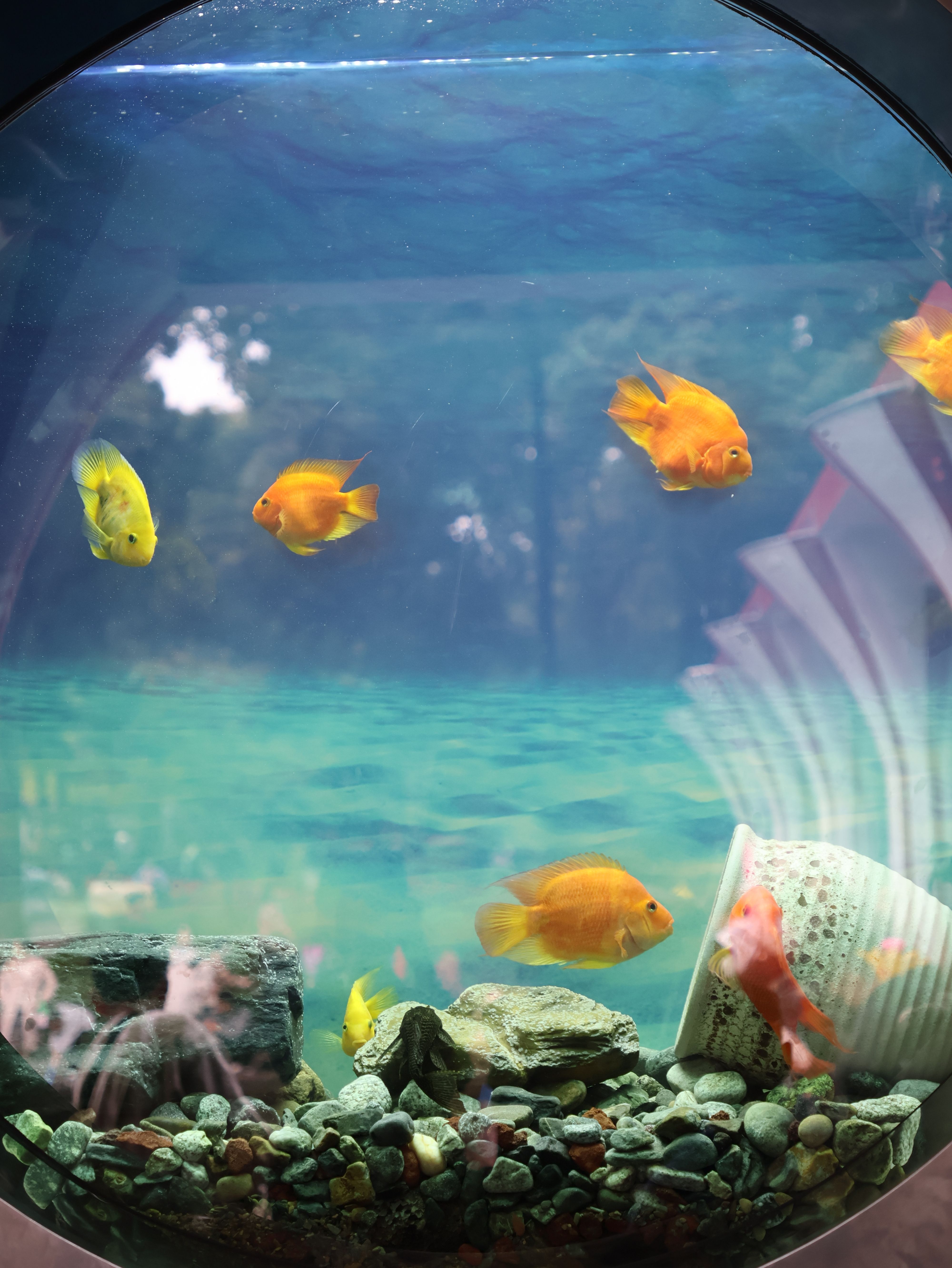 Visual Reference: Goldfish Swimming In A Aquarium