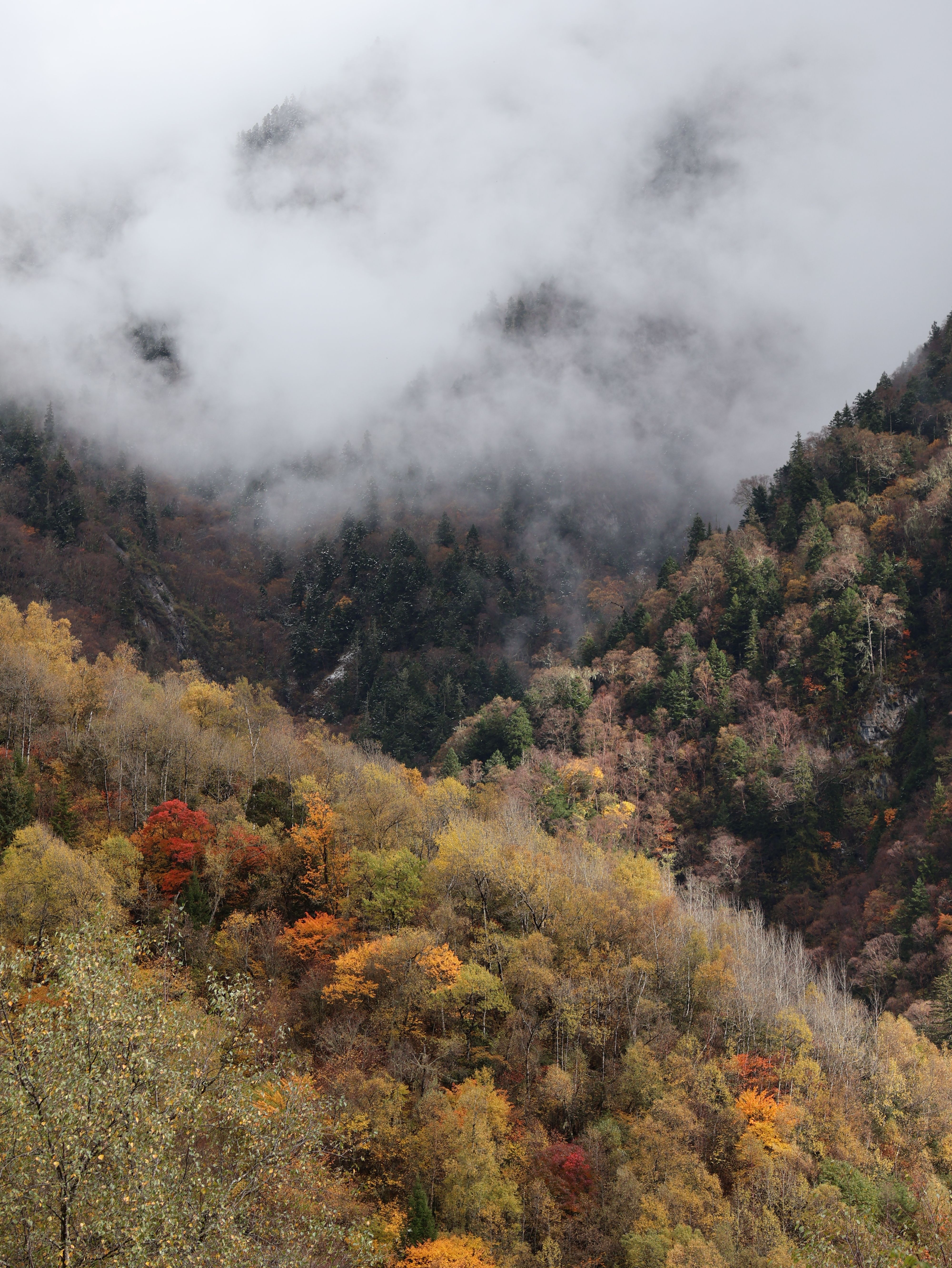 Foggy Autumn Mountain Landscape with Vibrant Foliage · Free Stock Photo
