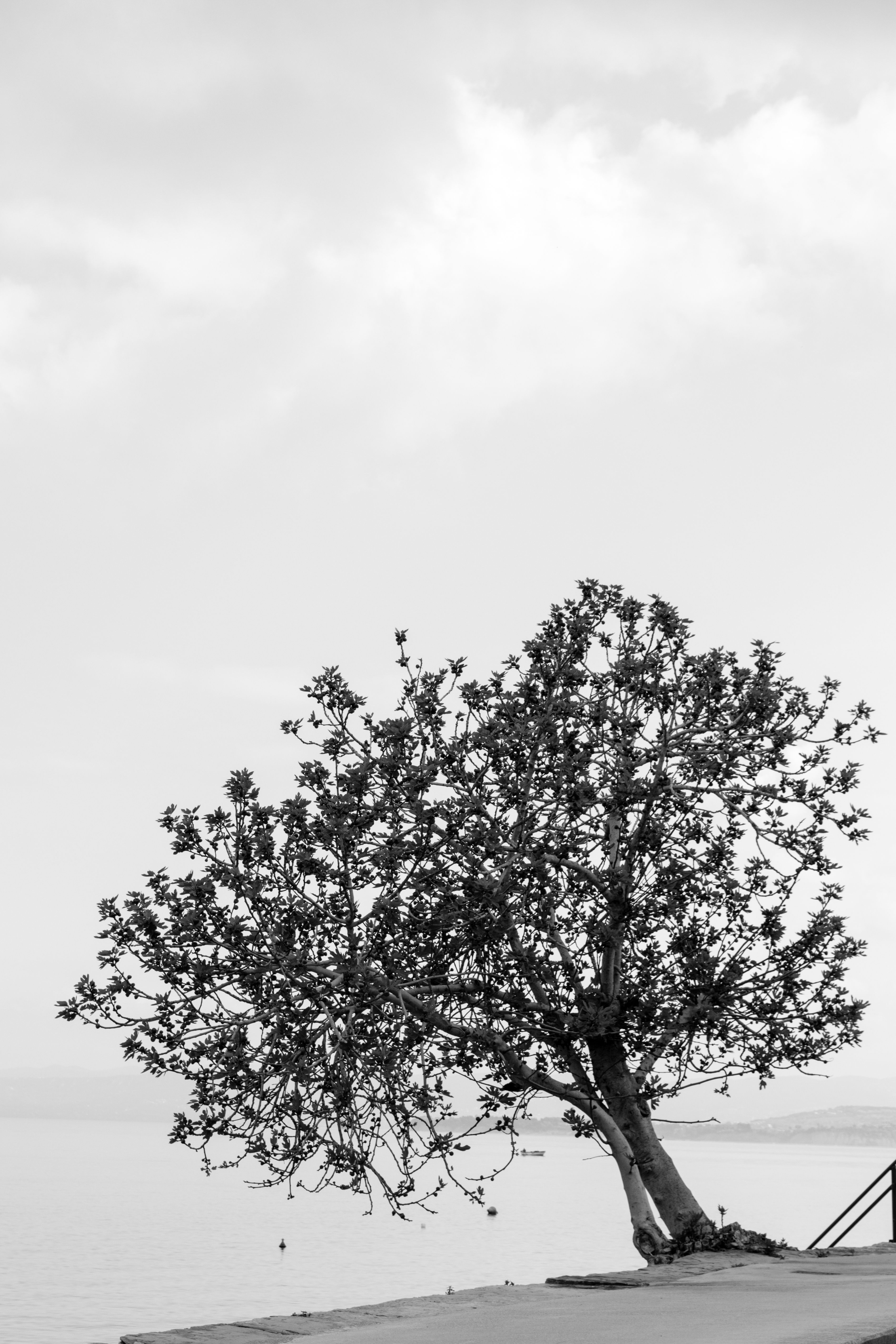 Lonely Tree by the Sea in Black and White · Free Stock Photo
