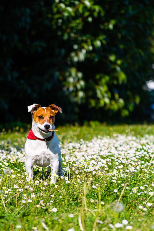 Free Playful Jack Russell Terrier with red bandana in a field of daisies on a bright day. Stock Photo