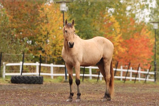 A majestic horse stands in a rural Swedish setting, surrounded by vibrant fall foliage.