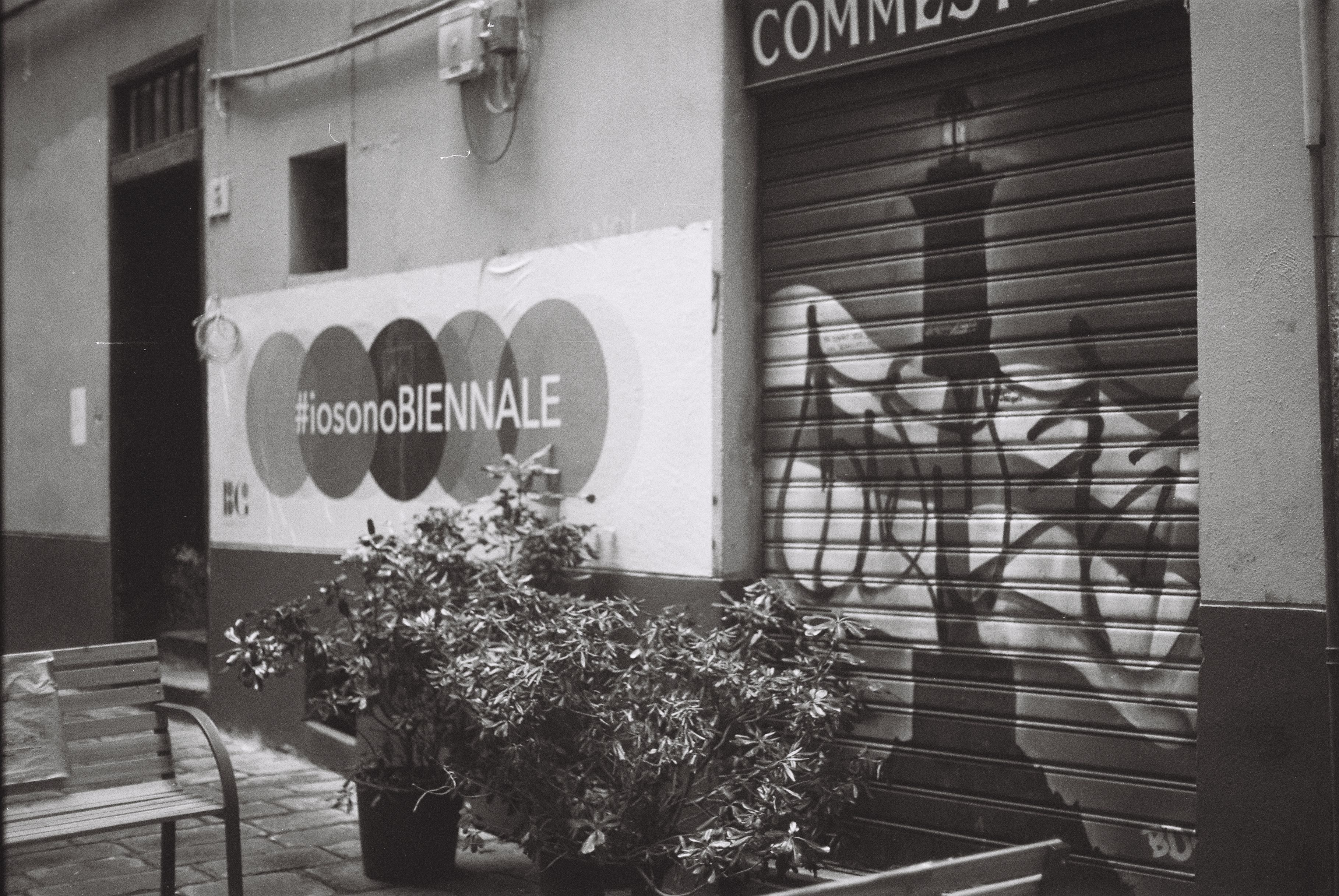 Monochrome urban street scene with graffiti and plants in black and white.