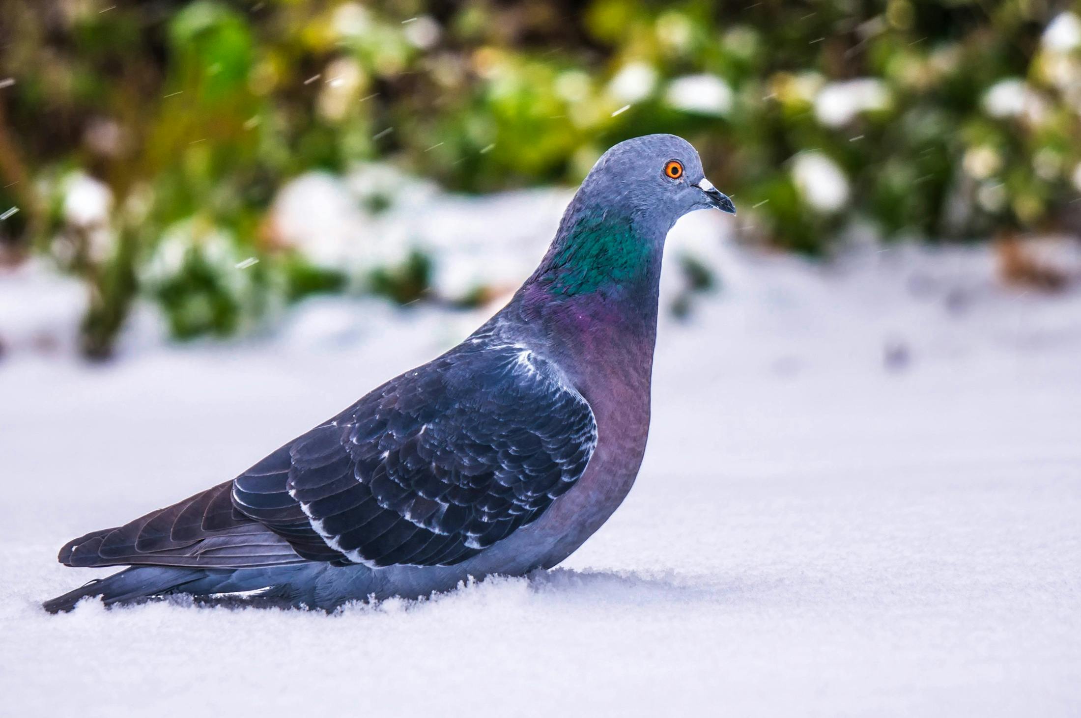 Free Stock Photo Of Beautiful Closeup Country