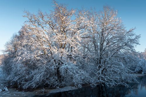 Free Serene winter landscape with snow-covered trees and a frozen lake under a clear blue sky. Stock Photo