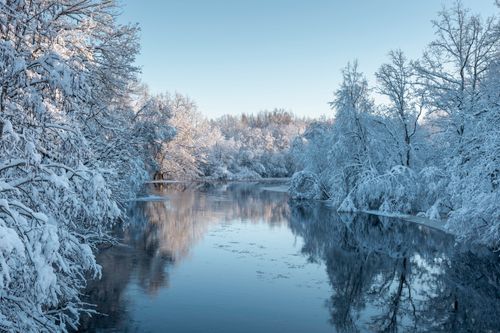 Free Serene winter scene of snow-laden trees reflected in a calm river under a clear blue sky. Stock Photo