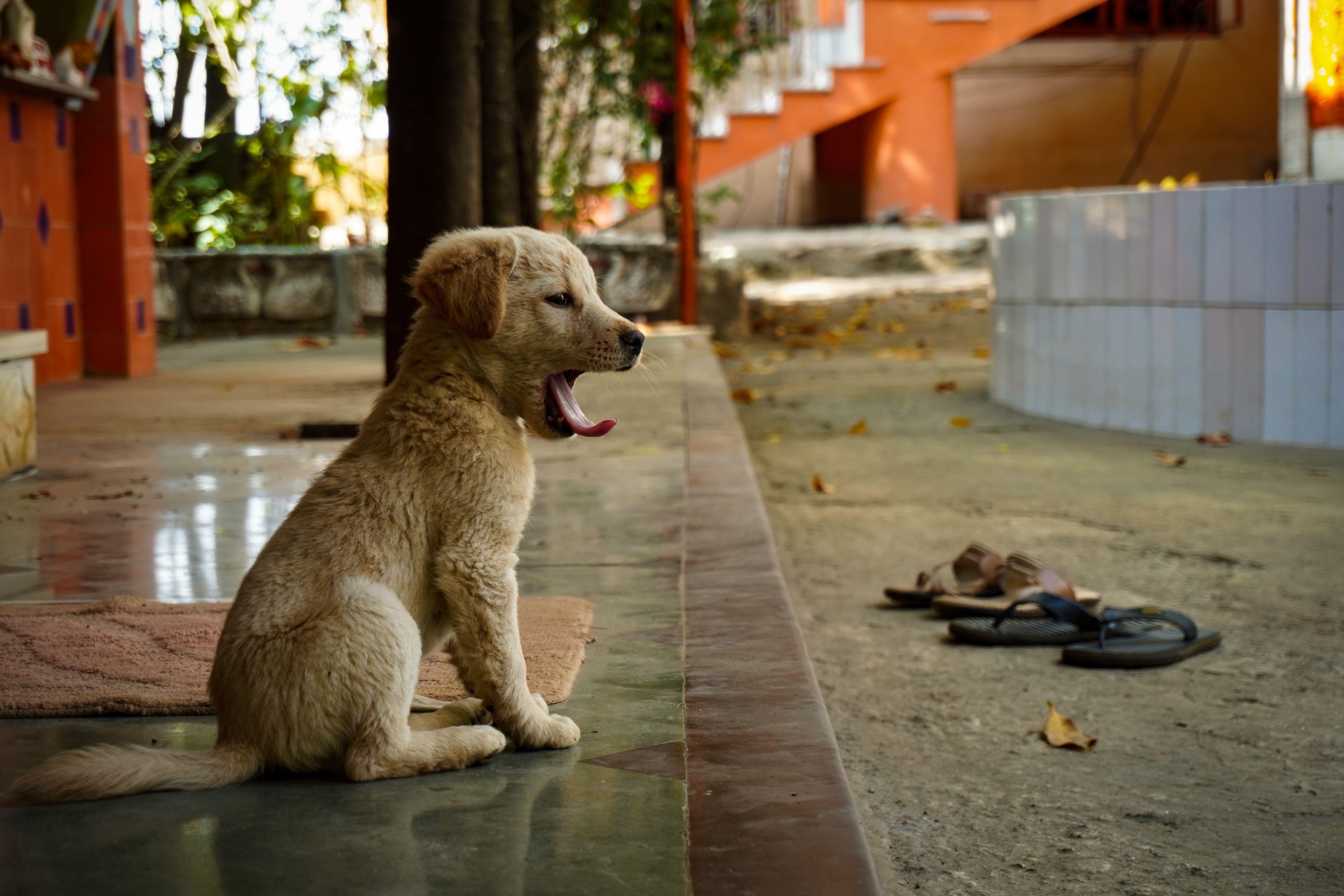 pet lifestyle bhopal — Photo by Rishu Bhosale on Pexels