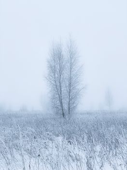 A lone tree stands in a tranquil snow-covered field, evoking a sense of peaceful isolation.