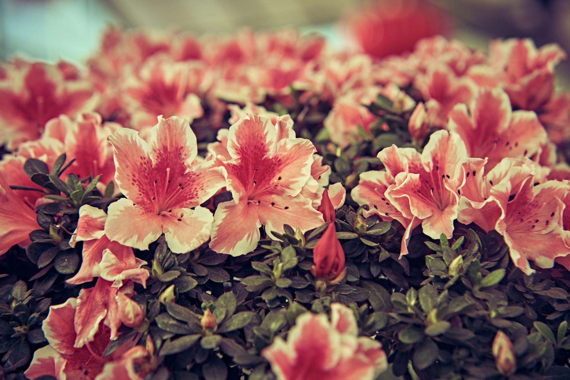 Close-up of vibrant pink azalea flowers in full bloom, capturing natural beauty.