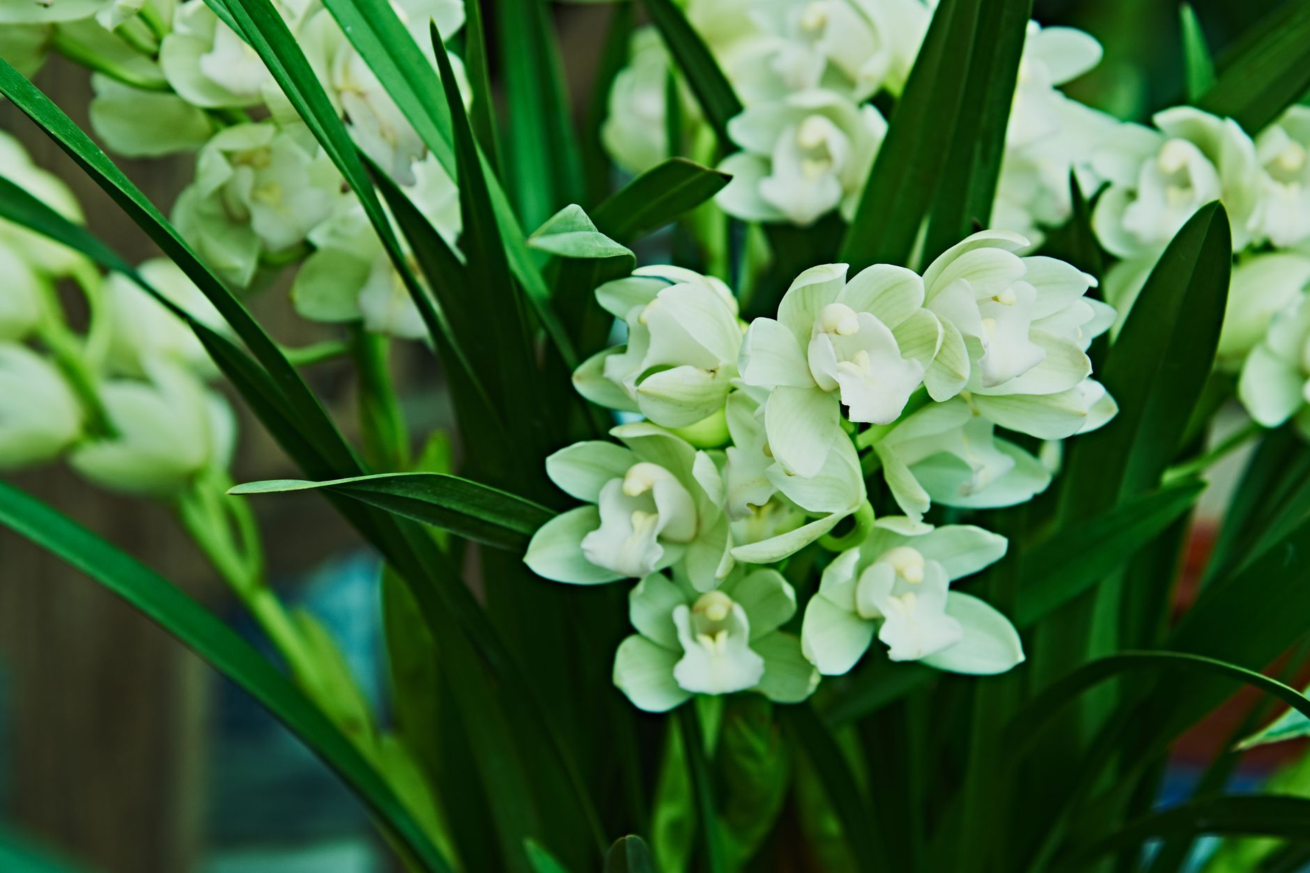 Vibrant close-up of white orchids surrounded by lush green leaves.