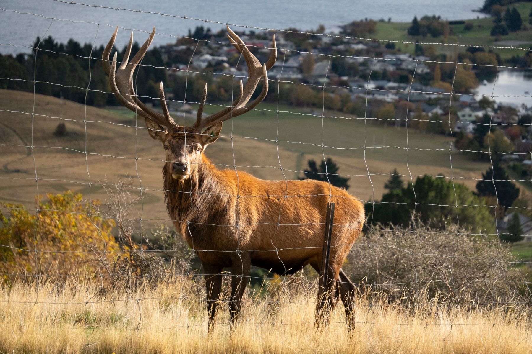 Photo d'ambiance d'un cerf derrière une clôture
