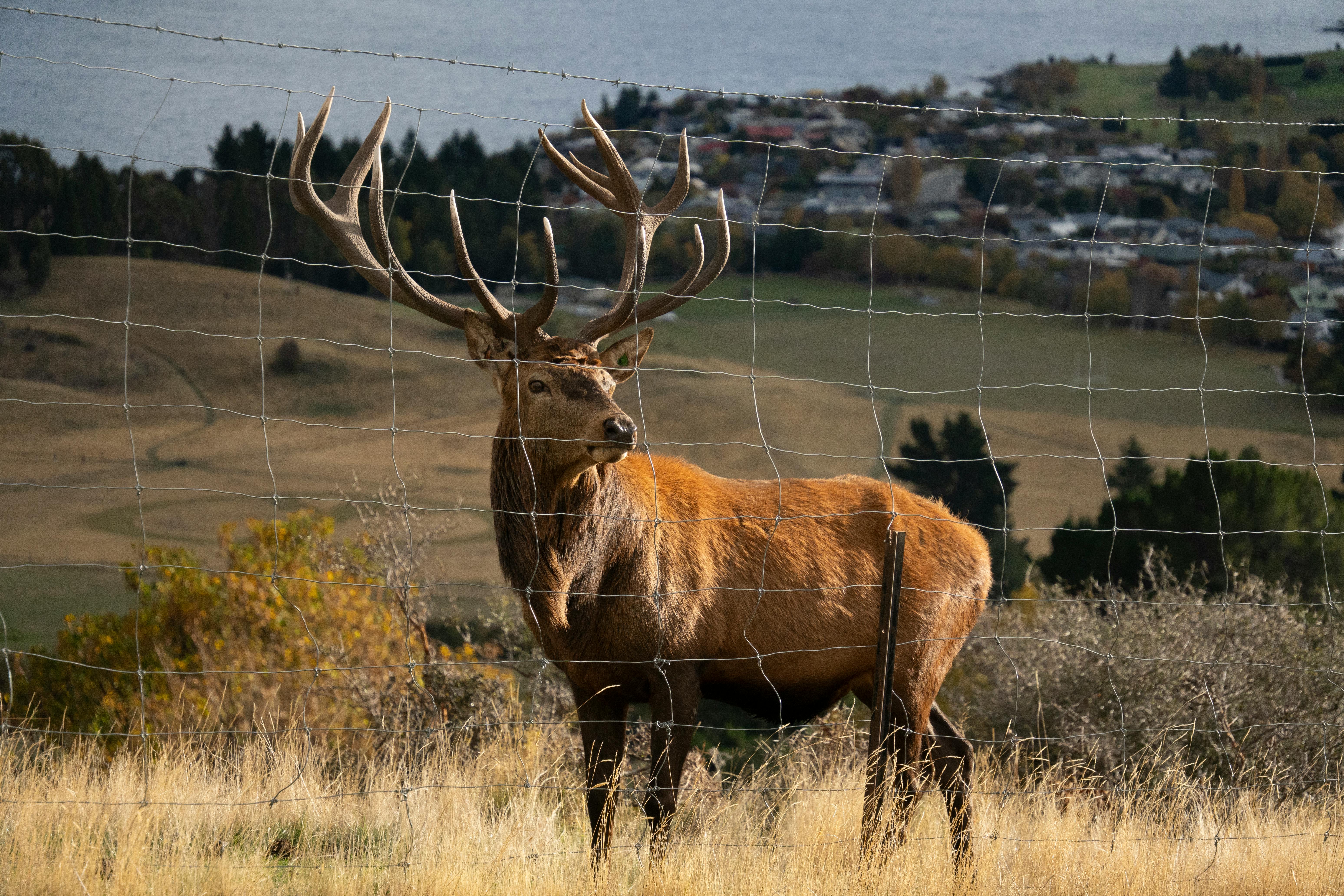 grátis Um majestoso veado vermelho em pé em um campo gramado com uma vila ao fundo, capturado durante o dia. Foto profissional