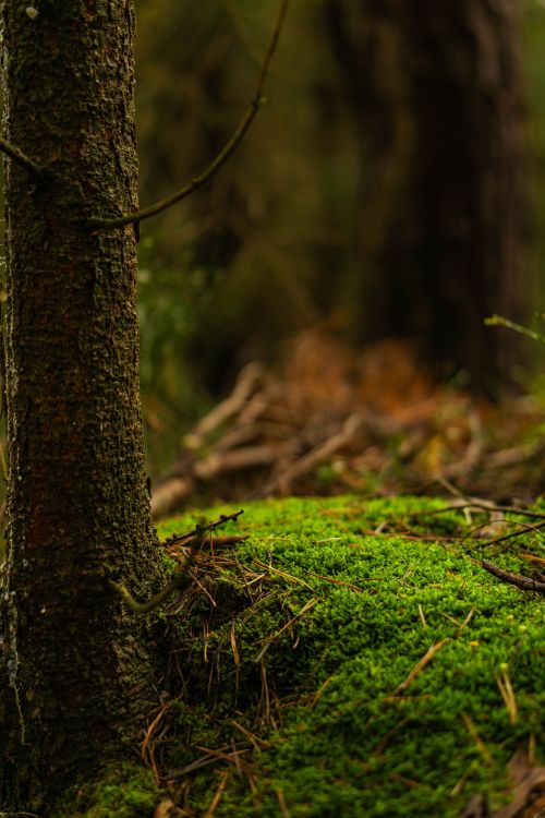 Free Lush green moss covers the forest floor with tree trunks in the background. Stock Photo