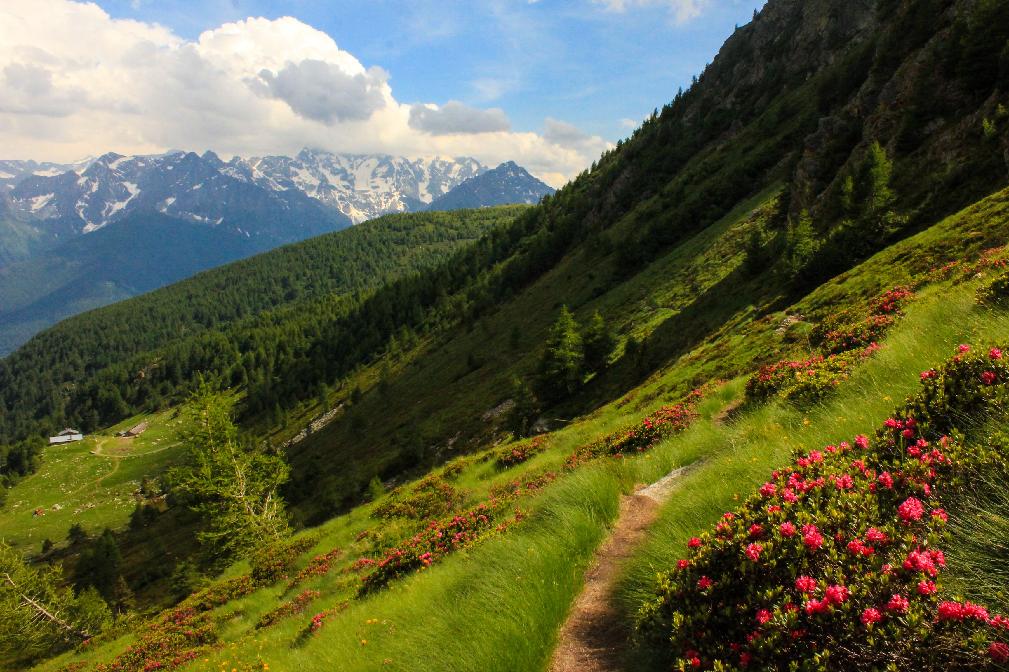 Scenic Alpine Mountain Trail with Spring Flowers · Free Stock Photo