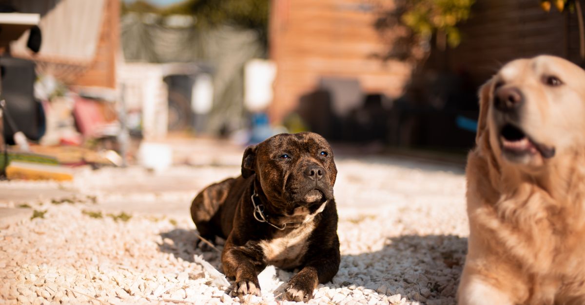 Beat the Heat: The Ultimate Toronto Summer Pet Care Guide for Dog Owners and Sitters