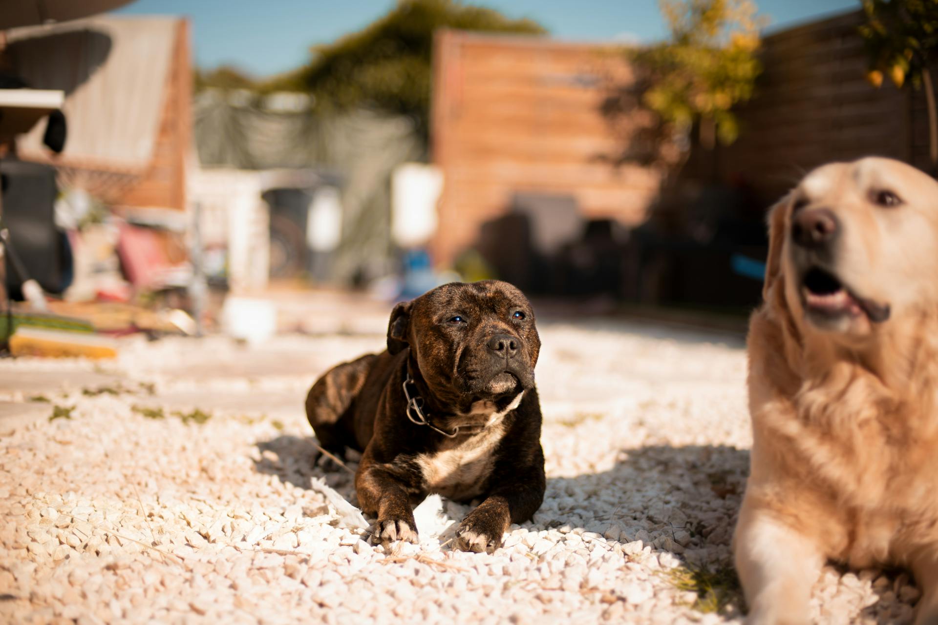 Free stock photo of dog, golden retriever, staffie