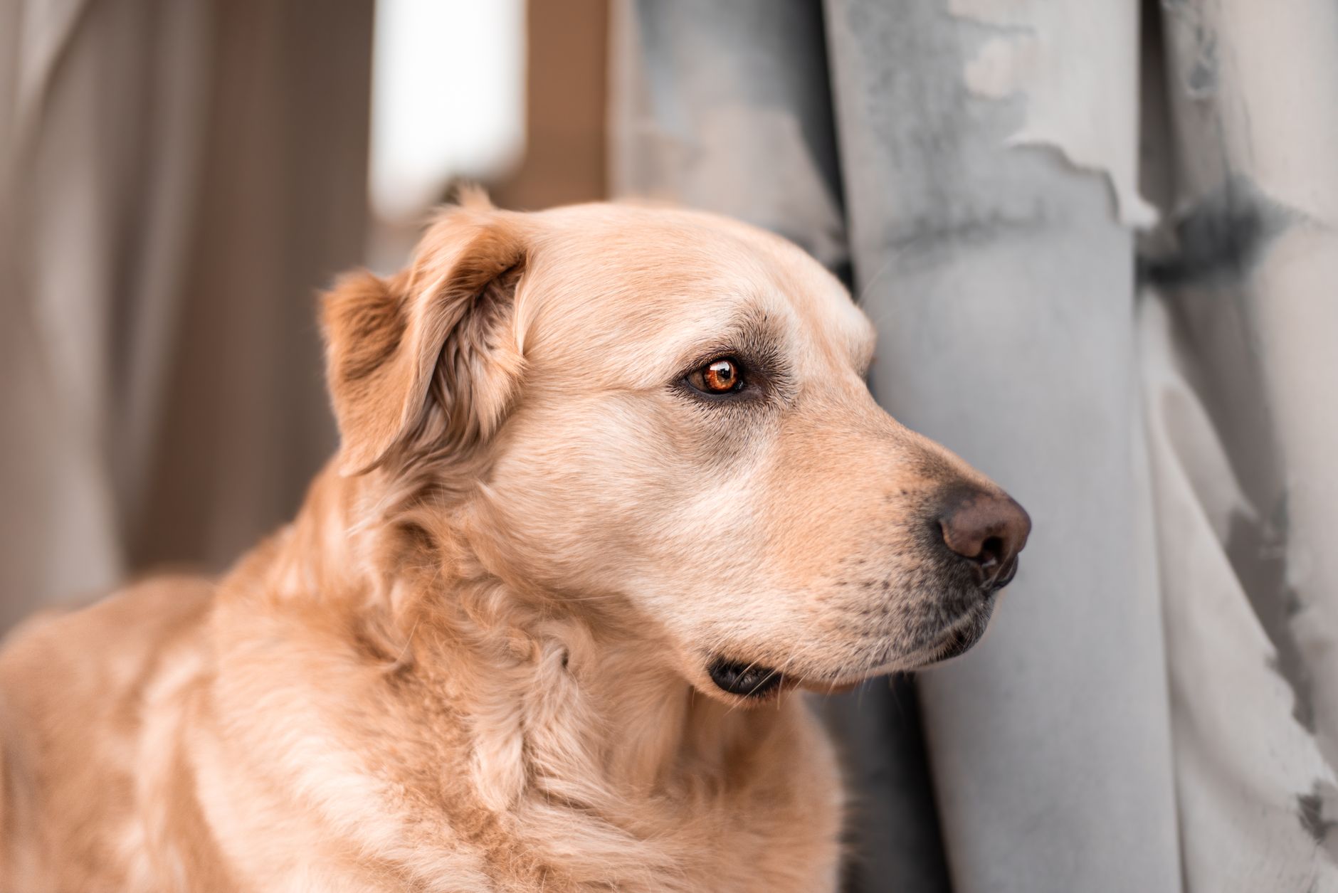 best calming supplements for anxious dogs