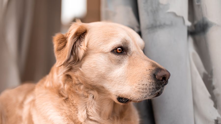 Spaying a Female Dog: Why Timing Changes Everything