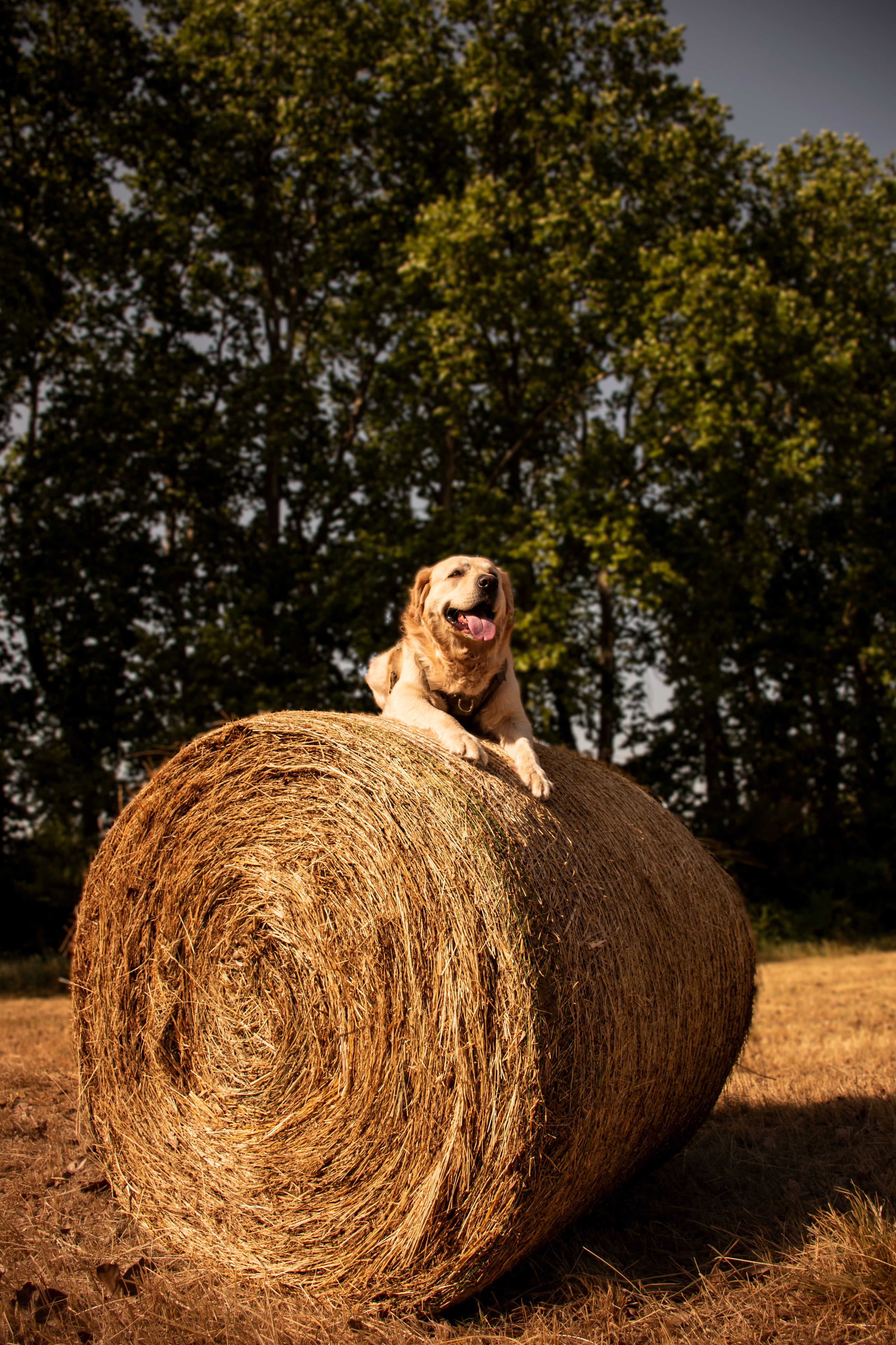 Golden Retriever on Hay Bale in Countryside · Free Stock Photo